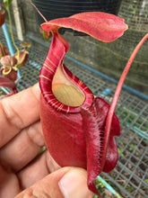 Load image into Gallery viewer, N.((viking x ampullaria) x sumatrana) x rafflesiana - Wholesale Lot of 15