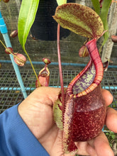 Load image into Gallery viewer, N.((viking x ampullaria) x sumatrana) x rafflesiana - Wholesale Lot of 15