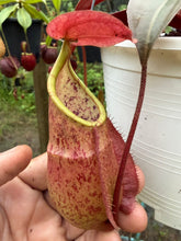 Load image into Gallery viewer, N.hirsuta x rafflesiana