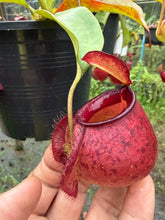 Load image into Gallery viewer, N.viking x ampullaria - Specimen 9