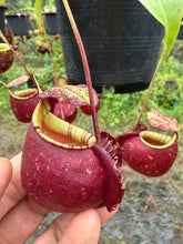 Load image into Gallery viewer, N.(viking x Hookeriana) x ampullaria - Specimen 1