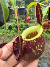 Load image into Gallery viewer, N.(viking x Hookeriana) x ampullaria - Specimen 2