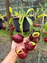 Load image into Gallery viewer, N.(viking x Hookeriana) x ampullaria - Specimen 2