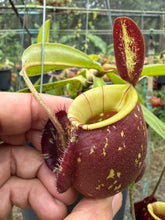 Load image into Gallery viewer, N.(viking x Hookeriana) x ampullaria - Specimen 3