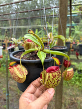 Load image into Gallery viewer, N.(viking x Hookeriana) x ampullaria - Specimen 4
