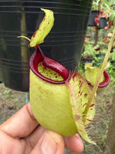Load image into Gallery viewer, N. rafflesiana x ampullaria - Specimen 1