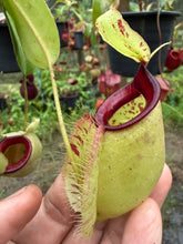 Load image into Gallery viewer, N. rafflesiana x ampullaria - Specimen 1