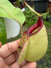 Load image into Gallery viewer, N. rafflesiana x ampullaria - Specimen 2