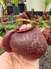Load image into Gallery viewer, N.(viking x Hookeriana) x ampullaria - Specimen 5
