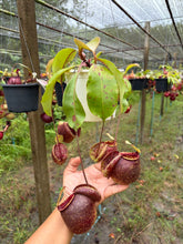 Load image into Gallery viewer, N.(viking x Hookeriana) x ampullaria - Specimen 5