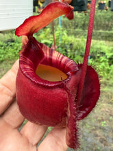 Load image into Gallery viewer, N.(viking x Hookeriana) x ampullaria - Specimen 6