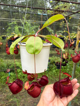 Load image into Gallery viewer, N.(viking x Hookeriana) x ampullaria - Specimen 6