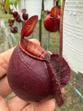Load image into Gallery viewer, N.(viking x Hookeriana) x ampullaria - Specimen 7