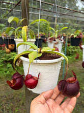 Load image into Gallery viewer, N.(viking x Hookeriana) x ampullaria - Specimen 7