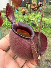 Load image into Gallery viewer, N. viking x ampullaria 'Black Miracle' - Specimen 1