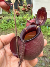 Load image into Gallery viewer, N. viking x ampullaria 'Black Miracle' - Specimen 1