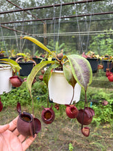 Load image into Gallery viewer, N. viking x ampullaria 'Black Miracle' - Specimen 1