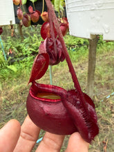 Load image into Gallery viewer, N. mirabilis var 'Trang-Bizarre' x (viking x ampullaria 'Black Miracle') - Specimen 1