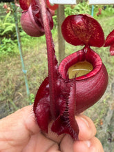 Load image into Gallery viewer, N. mirabilis var 'Trang-Bizarre' x (viking x ampullaria 'Black Miracle') - Specimen 1