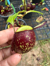 Load image into Gallery viewer, N. ampullaria - Specimen 20