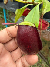 Load image into Gallery viewer, N. ampullaria - Specimen 21