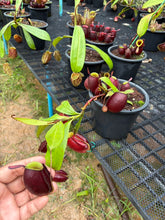 Load image into Gallery viewer, N. ampullaria - Specimen 21