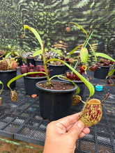 Load image into Gallery viewer, N. ampullaria - Specimen 22