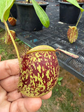 Load image into Gallery viewer, N. ampullaria - Specimen 23