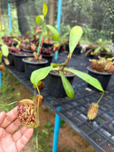 Load image into Gallery viewer, N. ampullaria - Specimen 23