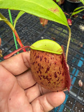 Load image into Gallery viewer, N. ampullaria - Specimen 25