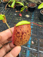 Load image into Gallery viewer, N. ampullaria - Specimen 25