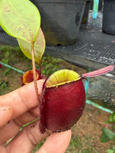 Load image into Gallery viewer, N. ampullaria - Specimen 26