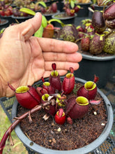 Load image into Gallery viewer, N. ampullaria - Specimen 26