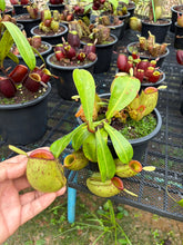 Load image into Gallery viewer, N. ampullaria - Specimen 27