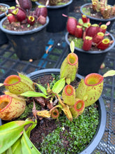 Load image into Gallery viewer, N. ampullaria - Specimen 27