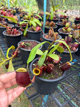 Load image into Gallery viewer, N. ampullaria - Specimen 28