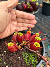Load image into Gallery viewer, N. ampullaria - Specimen 29