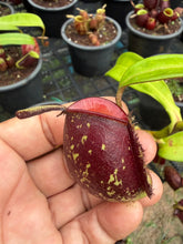 Load image into Gallery viewer, N. ampullaria - Specimen 31