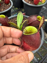 Load image into Gallery viewer, N. ampullaria - Specimen 33