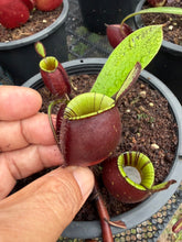 Load image into Gallery viewer, N. ampullaria - Specimen 34