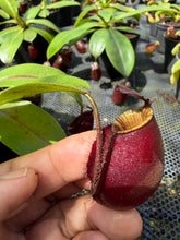 Load image into Gallery viewer, N. bicalcarata x ampullaria 'Black Miracle' - Specimen 2