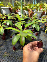Load image into Gallery viewer, N. bicalcarata x ampullaria 'Black Miracle' - Specimen 2