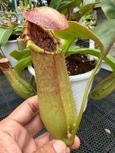 Load image into Gallery viewer, N.northiana x truncata
