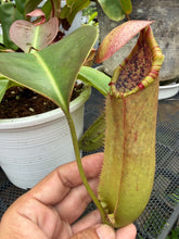 Load image into Gallery viewer, N.northiana x truncata