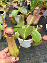 Load image into Gallery viewer, N.northiana x truncata