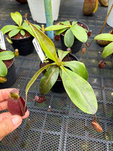 Load image into Gallery viewer, N. bicalcarata x ampullaria 'Black Miracle' - Specimen 4