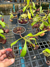 Load image into Gallery viewer, N. ampullaria - Specimen 31