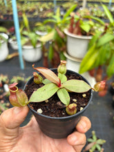 Load image into Gallery viewer, N.suratensis - Wholesale Lot of 15