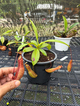 Load image into Gallery viewer, N. alata x maxima