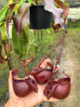 Load image into Gallery viewer, N. mirabilis var 'Trang-Bizarre' x (viking x ampullaria 'Black Miracle') - Specimen 4